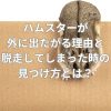 ハムスターが外に出たがる理由と脱走してしまった時の見つけ方