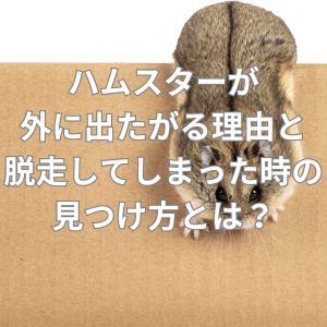 ハムスターが外に出たがる理由と脱走してしまった時の見つけ方