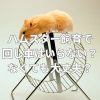 ハムスター飼育で回し車はいらない？なくても大丈夫？