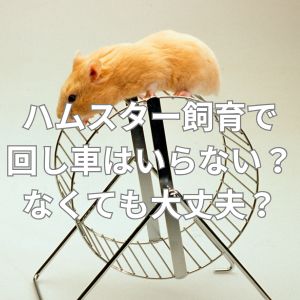 ハムスター飼育で回し車はいらない？なくても大丈夫？