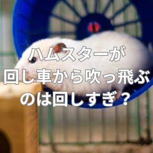 ハムスターが回し車から吹っ飛ぶのは回しすぎ？