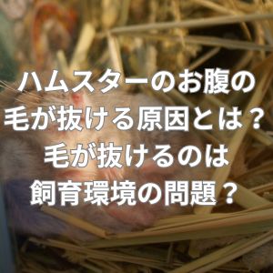 ハムスターのお腹の毛が抜ける原因とは？