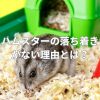 ハムスターの落ち着きがない理由とは？