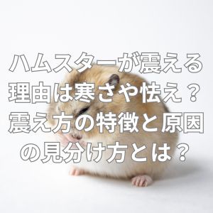 ハムスターが震える理由は寒さや怯え？震え方の特徴と原因の見分け方とは？