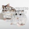 ハムスターが何日糞をしなかったら便秘？便秘になる原因と対処法とは？