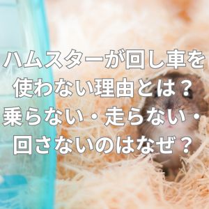 ハムスターが回し車を使わない理由とは？