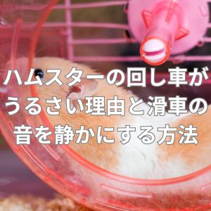 ハムスターの回し車がうるさい理由と滑車の音を静かにする方法