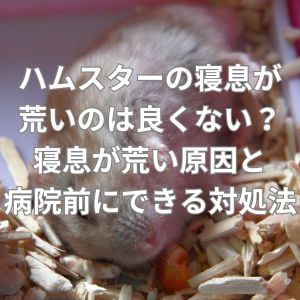 ハムスターの寝息が荒いのは良くない？