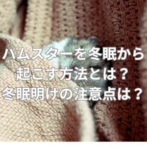 ハムスターを冬眠から起こす方法とは？冬眠明けの注意点は？