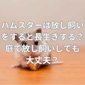 ハムスターは放し飼いをすると長生きする？