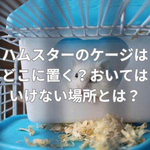 ハムスターのケージはどこに置く？おいてはいけない場所とは？