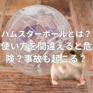 ハムスターの遊び道具ハムスターボールとは？