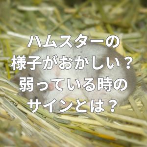 ハムスターの様子がおかしい？弱っている時のサインとは？