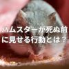 ハムスターが死ぬ前に見せる行動とは？