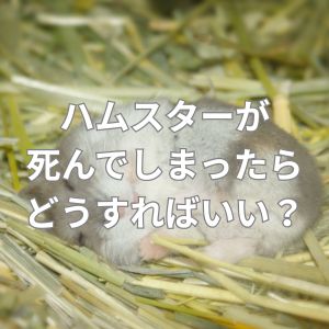 ハムスターが死んでしまったらどうすればいい？