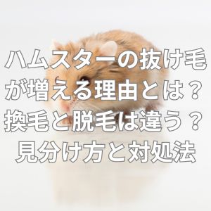 ハムスターの抜け毛が増える理由とは？換毛と脱毛は違う？