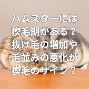 ハムスターの換毛期