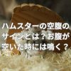 ハムスターの空腹のサインとは？お腹が空いた時には鳴く？