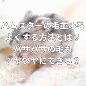 ハムスターの毛並みをよくする方法とは？