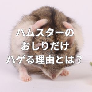 ハムスターのおしりだけハゲる理由