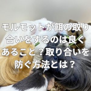 モルモットが餌の取り合いをするのは良くあること？取り合いを防ぐ方法とは？