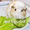 モルモットのおやつのおすすめは？おやつは毎日あげてもいい？