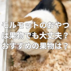 モルモットのおやつは果物でも大丈夫？おすすめの果物は？