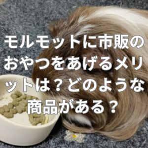 モルモットに市販のおやつをあげるメリットは？どのような商品がある？