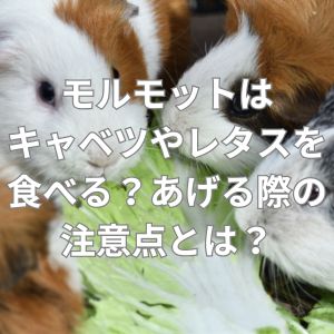 モルモットはキャベツやレタスを食べる？あげる際の注意点とは？
