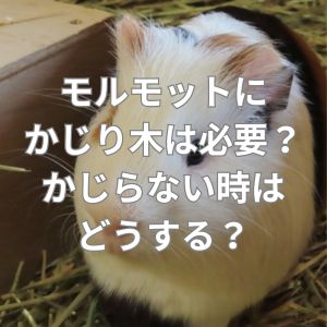 モルモットにかじり木は必要？かじらない時はどうする？