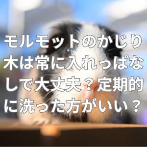 モルモットのかじり木は常に入れっぱなしで大丈夫？定期的に洗った方がいい？