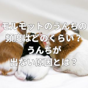 モルモットのうんちの頻度はどのくらい？うんちが出ない原因とは？