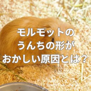 モルモットのうんちの形がおかしい原因とは？糞の形でわかることは？