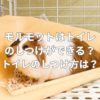 モルモットはトイレのしつけができる？トイレのしつけ方とは？
