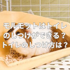 モルモットはトイレのしつけができる？トイレのしつけ方とは？