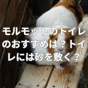モルモットのトイレのおすすめは？トイレには砂を敷く？