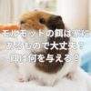 モルモットの餌は家にあるもので大丈夫？餌は何を与える？