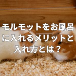 モルモットをお風呂に入れるメリットと入れ方とは？