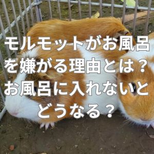 モルモットがお風呂を嫌がる理由とは？お風呂に入れないとどうなる？