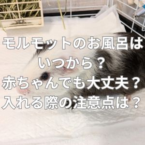 モルモットのお風呂はいつから？赤ちゃんでも大丈夫？入れる際の注意点とは？