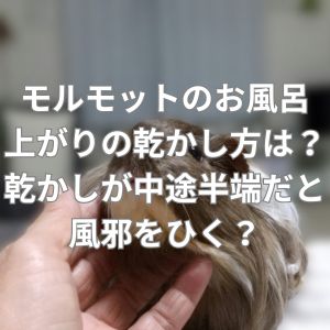 モルモットのお風呂上がりの乾かし方は？乾かしが中途半端だと風をひく？