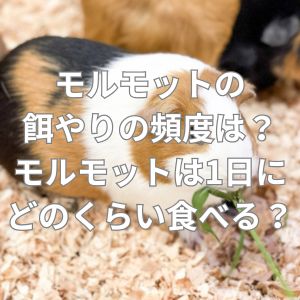 モルモットの餌やりの頻度は？モルモットは1日にどのくらい食べる？