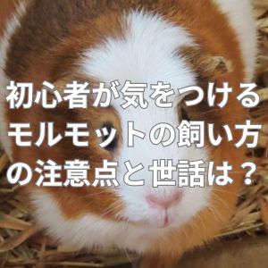 初心者が気をつけるべきモルモットの飼い方の注意点と日頃の世話は？