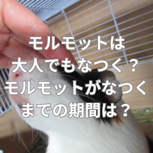 モルモットは大人でもなつく？モルモットがなつくまでの期間は？