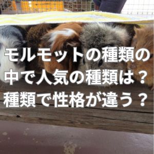 モルモットの種類の中で人気の種類は？種類によって性格が違う？
