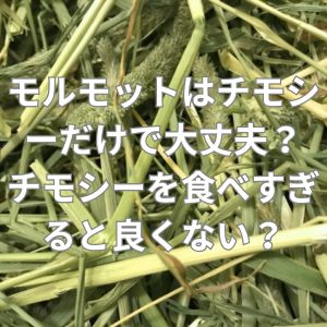 モルモットはチモシーだけで大丈夫？チモシーを食べすぎると良くない？