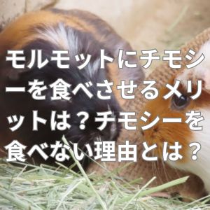 モルモットにチモシーを食べさせるメリットは？チモシーを食べない理由とは？