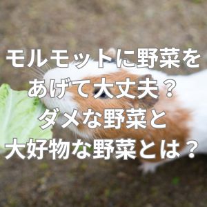 モルモットに野菜をあげて大丈夫？ダメな野菜と大好物な野菜とは？