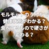 モルモットのうんちで健康状態がわかる？食べてるもので硬さが変わる？