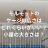 モルモットのケージの広さはどれくらいがいい？小屋の大きさは？
